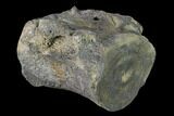 Fossil Whale Thoracic Vertebra - South Carolina #137592-3